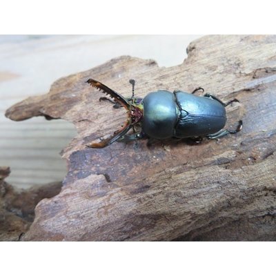 画像2: 新成虫☆ブルー血統☆パプアキンイロクワガタ♂♀フリーサイズペア販売！！