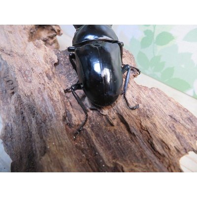 画像3: ☆稀少産地☆ネパレンシスコクワガタssp♂69ミリ♀46ミリ新成虫ペア販売！！