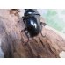画像3: ☆稀少産地☆ネパレンシスコクワガタssp♂69ミリ♀46ミリ新成虫ペア販売！！ (3)