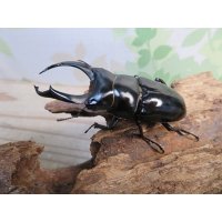 ☆稀少産地☆ネパレンシスコクワガタssp♂69ミリ♀46ミリ新成虫ペア販売！！