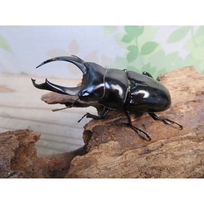 画像1: ☆稀少産地☆ネパレンシスコクワガタssp♂69ミリ♀46ミリ新成虫ペア販売！！