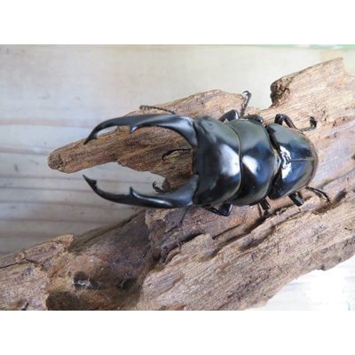 画像2: ☆稀少産地☆ネパレンシスコクワガタssp♂69ミリ♀46ミリ新成虫ペア販売！！