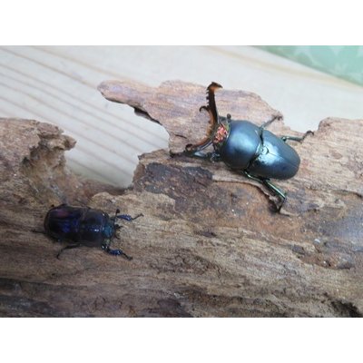 画像5: 新成虫☆ブルー血統☆パプアキンイロクワガタ♂♀フリーサイズペア販売！！