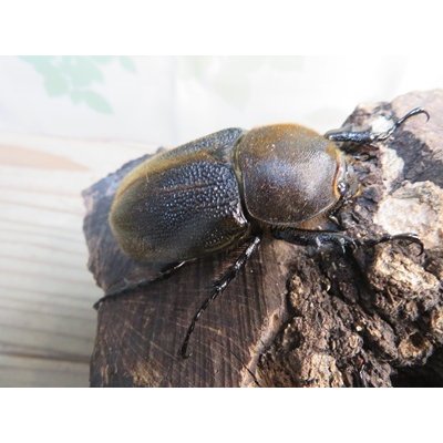 画像4: ☆新成虫☆D.H.レイディ♂75ミリ♀フリーサイズペア＋♀フリーサイズ計3頭トリオ販売！！