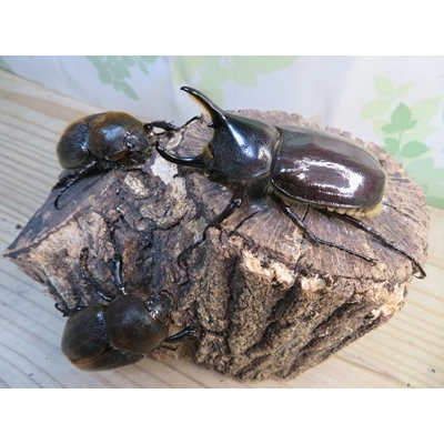 画像6: ☆新成虫☆D.H.レイディ♂75ミリ♀フリーサイズペア＋♀フリーサイズ計3頭トリオ販売！！