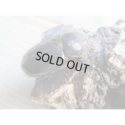 画像4: ☆新成虫☆ネプチューンオオカブト♂ーB101ミリ♀63ミリペア販売！！