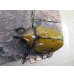 画像2: ☆新成虫☆マヤシロカブト♂60ミリ♀55ミリペア販売！！ (2)