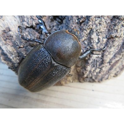 画像5: ☆新成虫☆D.H.レイディ♂75ミリ♀フリーサイズペア＋♀フリーサイズ計3頭トリオ販売！！