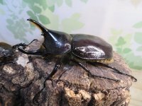 ☆新成虫☆D.H.レイディ♂75ミリ♀フリーサイズペア＋♀フリーサイズ計3頭トリオ販売！！