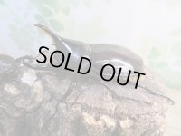 ☆新成虫☆D.H.レイディ♂75ミリ♀フリーサイズペア＋♀フリーサイズ計3頭トリオ販売！！