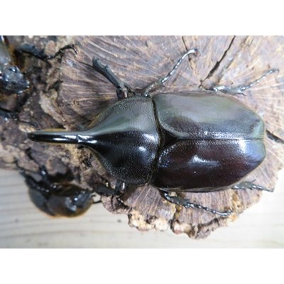 画像2: ☆新成虫☆D.H.レイディ♂75ミリ♀フリーサイズペア＋♀フリーサイズ計3頭トリオ販売！！