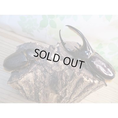 画像5: ☆新成虫☆ネプチューンオオカブト♂ーB101ミリ♀63ミリペア販売！！