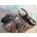 画像5: ☆新成虫☆ネプチューンオオカブト♂ーB101ミリ♀63ミリペア販売！！ (5)