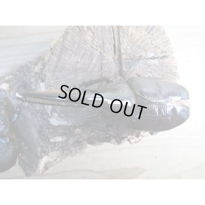 画像2: ☆新成虫☆ネプチューンオオカブト♂ーB101ミリ♀63ミリペア販売！！