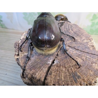 画像3: ☆新成虫☆D.H.レイディ♂75ミリ♀フリーサイズペア＋♀フリーサイズ計3頭トリオ販売！！