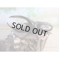 ☆新成虫☆ネプチューンオオカブト♂ーB101ミリ♀63ミリペア販売！！