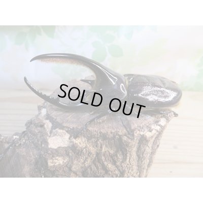 画像1: ☆新成虫☆ネプチューンオオカブト♂ーB101ミリ♀63ミリペア販売！！