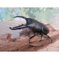 ☆新成虫☆パラワンオオヒラタクワガタ♂100ミリ♀50ミリペア＋♀49ミリ計3頭トリオ販売！！