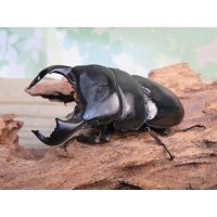 新成虫☆西ジャワ産☆ダイオウヒラタクワガタ♂80ミリ♀44ミリペア販売！！