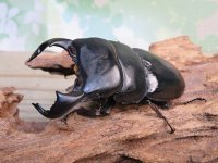 新成虫☆西ジャワ産☆ダイオウヒラタクワガタ♂80ミリ♀44ミリペア販売！！