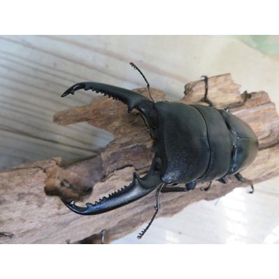 画像2: ☆新成虫☆パラワンオオヒラタクワガタ♂100ミリ♀50ミリペア＋♀49ミリ計3頭トリオ販売！！