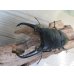 画像2: ☆新成虫☆パラワンオオヒラタクワガタ♂100ミリ♀50ミリペア＋♀49ミリ計3頭トリオ販売！！ (2)