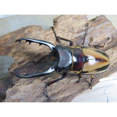 画像2: ☆新成虫☆ファブリースノコギリクワガタ（亜種タカクワイ）♂78ミリ♀38ミリペア＋♀37ミリ計3頭トリオ販売！！