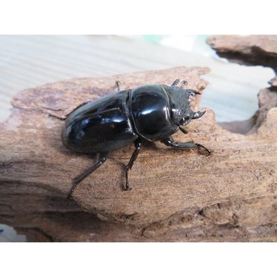 画像4: アチェ産☆WF1☆アルキデスヒラタクワガタ♂78ミリ♀40ミリペア販売！！