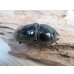 画像4: 新成虫☆西ジャワ産☆ダイオウヒラタクワガタ♂80ミリ♀44ミリペア販売！！ (4)