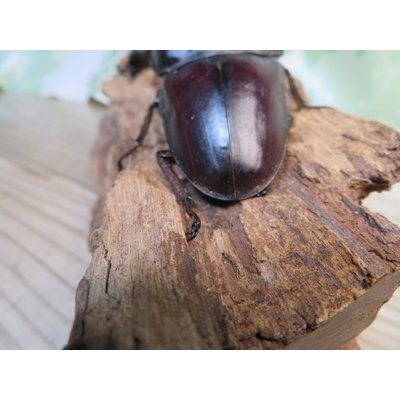 画像3: アチェ産☆WF1☆アルキデスヒラタクワガタ♂78ミリ♀40ミリペア販売！！