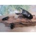 画像6: ☆新成虫☆パラワンオオヒラタクワガタ♂100ミリ♀50ミリペア＋♀49ミリ計3頭トリオ販売！！ (6)