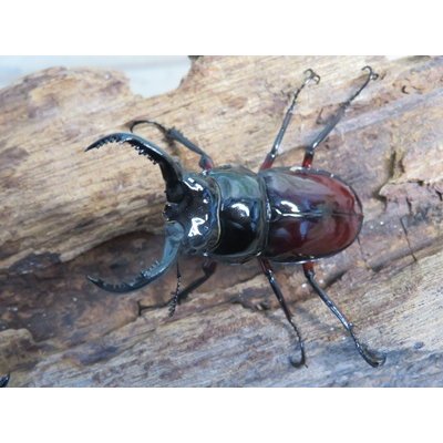 画像2: ☆美麗新成虫☆オーベルチュールクロツヤシカクワガタ♂44ミリ♀30ミリペア販売！！