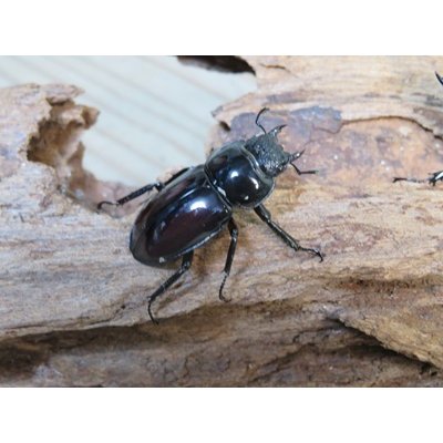 画像4: ☆美麗新成虫☆オーベルチュールクロツヤシカクワガタ♂44ミリ♀30ミリペア販売！！