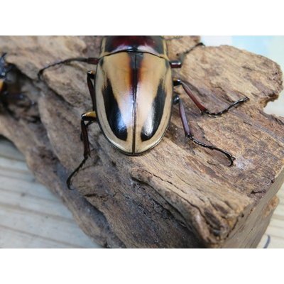 画像3: ☆新成虫☆ファブリースノコギリクワガタ（亜種タカクワイ）♂78ミリ♀38ミリペア＋♀37ミリ計3頭トリオ販売！！