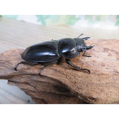 画像4: ☆新成虫☆パラワンオオヒラタクワガタ♂100ミリ♀50ミリペア＋♀49ミリ計3頭トリオ販売！！