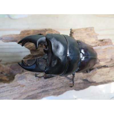 画像2: アチェ産☆WF1☆アルキデスヒラタクワガタ♂78ミリ♀40ミリペア販売！！