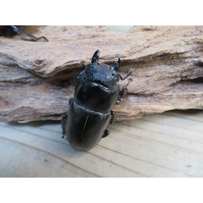 画像5: ☆新成虫☆パラワンオオヒラタクワガタ♂100ミリ♀50ミリペア＋♀49ミリ計3頭トリオ販売！！