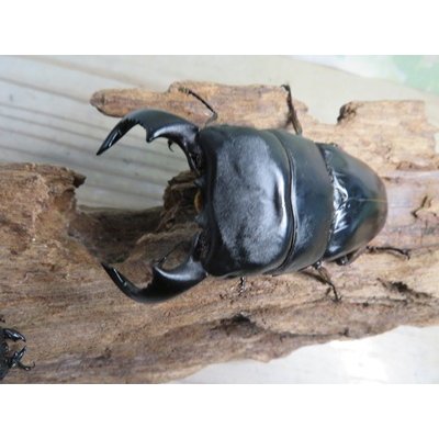 画像2: 新成虫☆西ジャワ産☆ダイオウヒラタクワガタ♂80ミリ♀44ミリペア販売！！