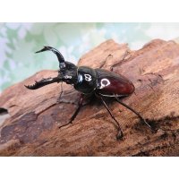 ☆美麗新成虫☆オーベルチュールクロツヤシカクワガタ♂44ミリ♀30ミリペア販売！！