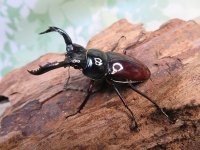 ☆美麗新成虫☆オーベルチュールクロツヤシカクワガタ♂44ミリ♀30ミリペア販売！！