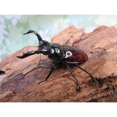 画像1: ☆美麗新成虫☆オーベルチュールクロツヤシカクワガタ♂44ミリ♀30ミリペア販売！！