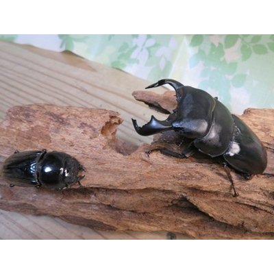 画像5: 新成虫☆西ジャワ産☆ダイオウヒラタクワガタ♂80ミリ♀44ミリペア販売！！