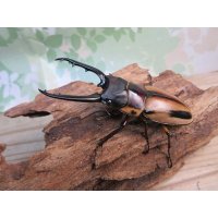 ☆新成虫☆ファブリースノコギリクワガタ（亜種タカクワイ）♂78ミリ♀38ミリペア＋♀37ミリ計3頭トリオ販売！！