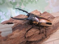 ☆新成虫☆ファブリースノコギリクワガタ（亜種タカクワイ）♂78ミリ♀38ミリペア＋♀37ミリ計3頭トリオ販売！！