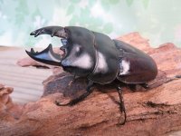 アチェ産☆WF1☆アルキデスヒラタクワガタ♂78ミリ♀40ミリペア販売！！