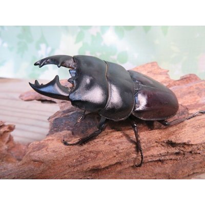 画像1: アチェ産☆WF1☆アルキデスヒラタクワガタ♂78ミリ♀40ミリペア販売！！