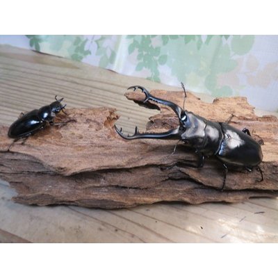画像5: ☆新成虫☆ギラファノコギリクワガタ（原名亜種）♂92ミリ♀42ミリペア販売！！