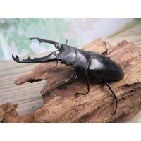 ☆新成虫☆ギラファノコギリクワガタ（亜種ポロブドゥール）♂86ミリ♀フリーサイズペア販売！！