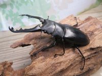 ☆新成虫☆ギラファノコギリクワガタ（亜種ポロブドゥール）♂86ミリ♀フリーサイズペア販売！！