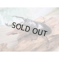 ☆新成虫☆ギラファノコギリクワガタ（亜種ポロブドゥール）♂86ミリ♀フリーサイズペア販売！！